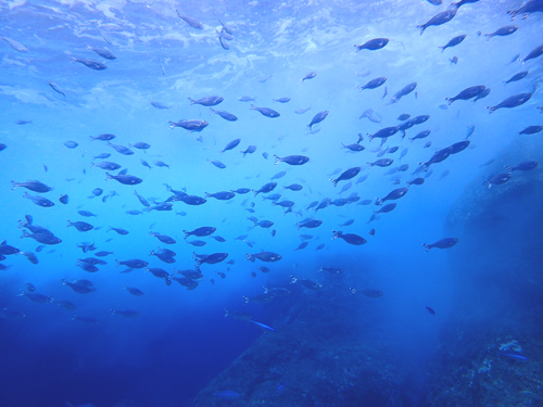 ギンユゴイの群れ