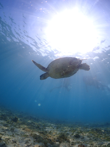 海がめシュノーケル