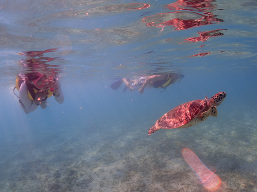 海がめシュノーケル