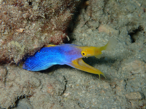 ハナヒゲウツボ