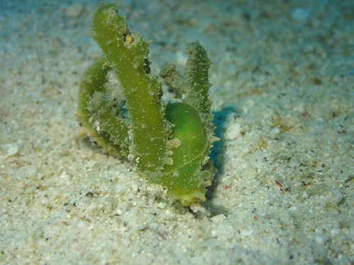 ミドリフリソデミドリガイ