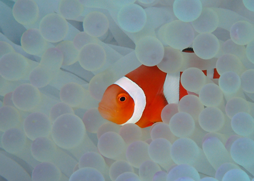 カクレクマノミ