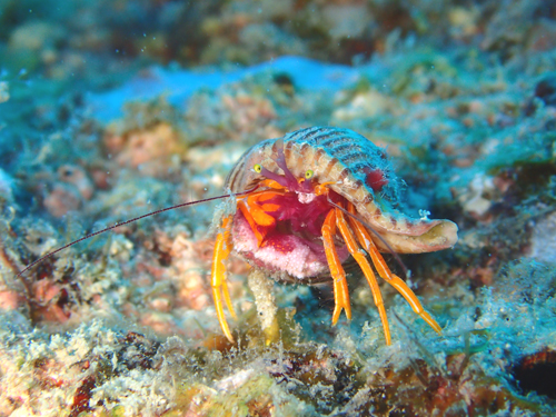 アデヤカゼブラヤドカリ