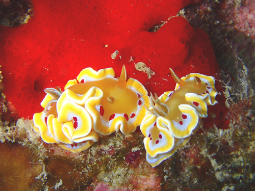 アカテンイロウミウシ