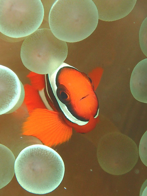 ハマクマノミBABY