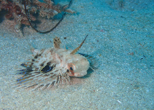 セミホウボウｙｇ