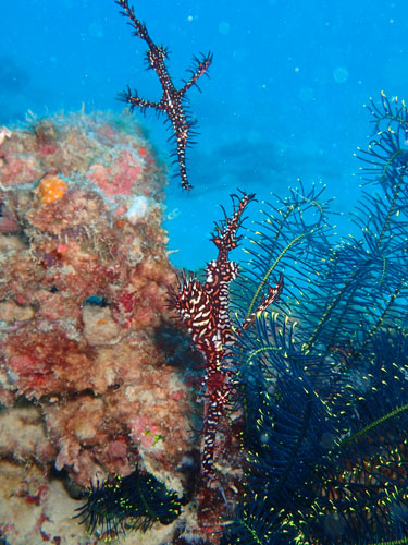 ニシキフウライウオ