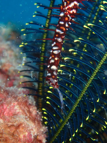ニシキフウライウオの捕食