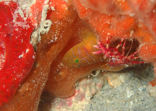 シライトベンケイハゼ（オレンジコンビクトゴビー）