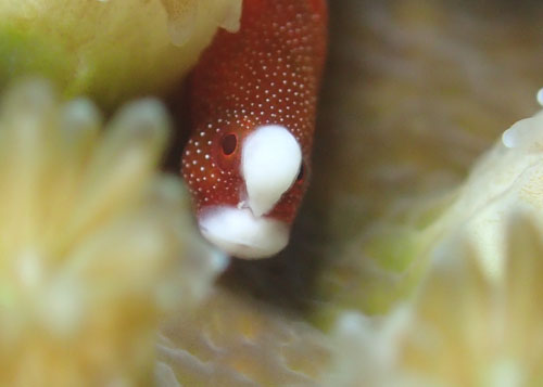 チンヨウジウオ