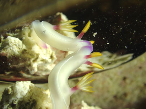 ゾウゲイロウミウシ