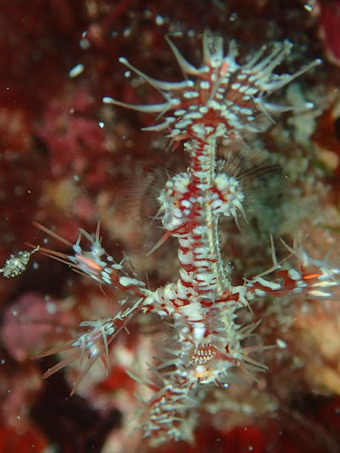 ニシキフウライウオ