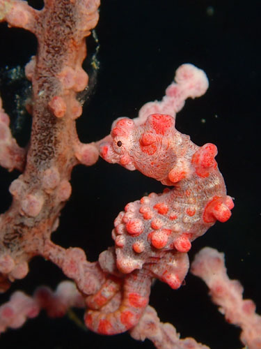 ピグミーシーホース