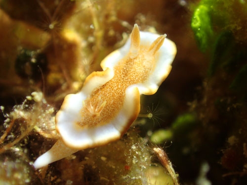 キャラメルウミウシ