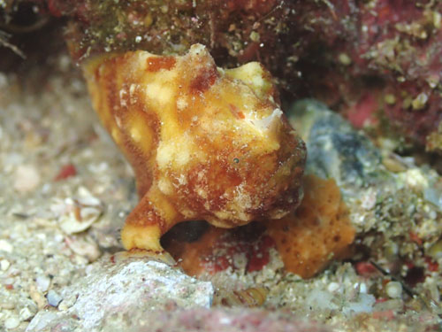 カエルアンコウモドキ