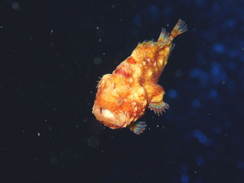 カエルアンコウモドキ