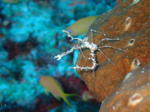 クビナガアケウス