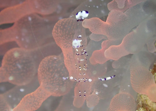 ニセアカホシカクレエビ