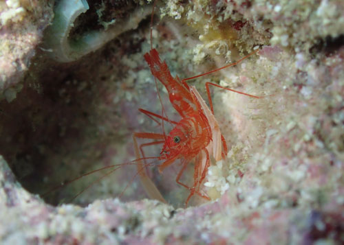 スベスベオトヒメエビｓｐ