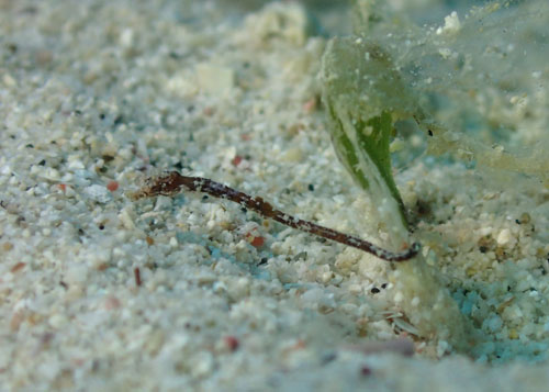 タツノイトコｙｇ