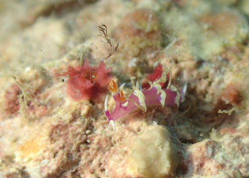 ナンヨウウミウシ