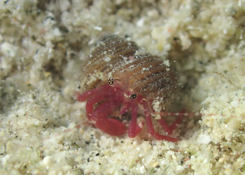 クレナイヒメホンヤドカリ