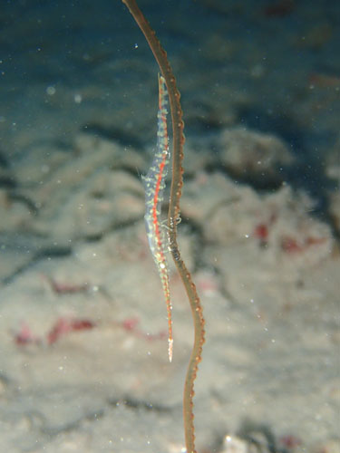 ゴルゴニアンシュリンプ