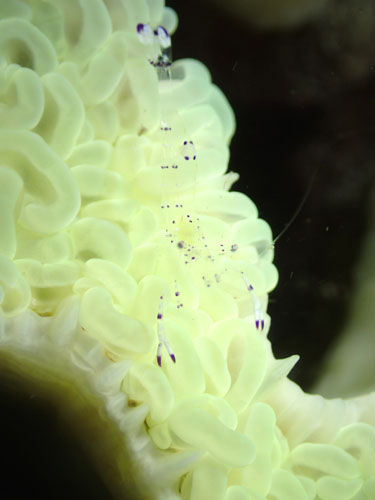 ニセアカホシカクレエビ