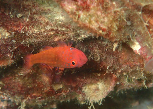 エリホシベニハゼ