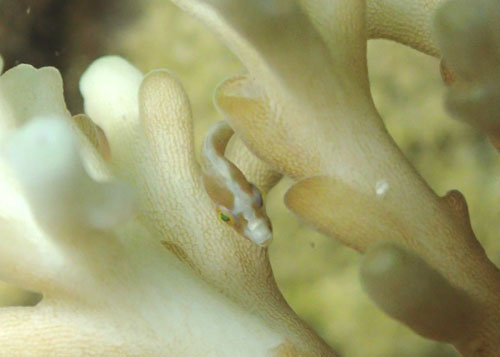 フチドリカワハギｙｇ