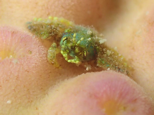 アシビロサンゴヤドリガニ