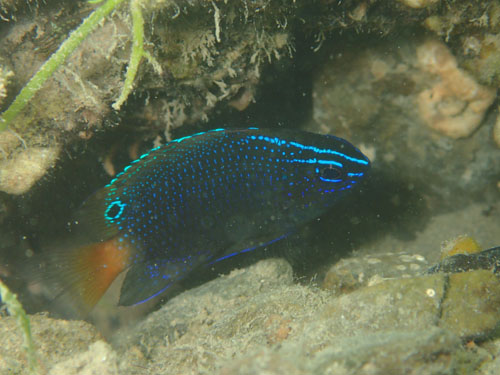 スミゾメスズメダイ