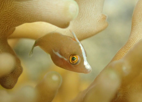 フチドリカワハギｙｇ