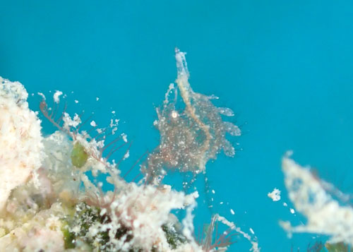 フィコカリス・シムランス