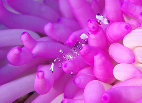 ニセアカホシカクレエビ