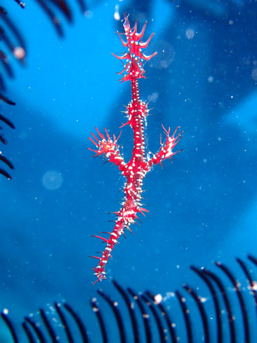 ニシキフウライウオ