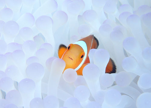 カクレクマノミ