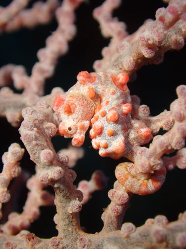 ピグミーシーホース