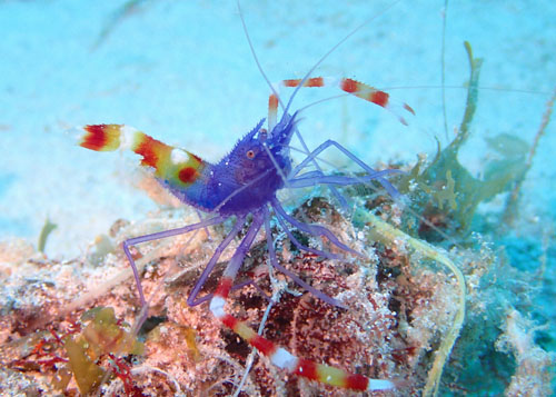 バイオレットボクサーシュリンプ