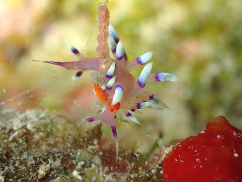 アデヤカミノウミウシ