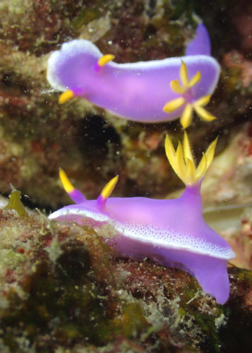 シンデレラウミウシ