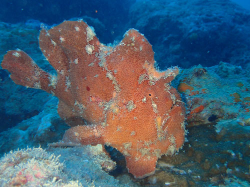 オオモンカエルアンコウ