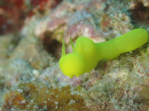 レモンウミウシ