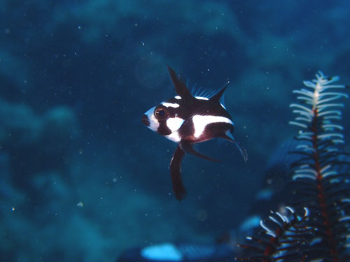 ホホスジタルミｙｇ