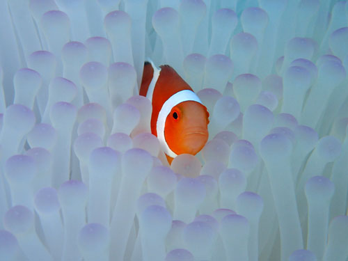 カクレクマノミ