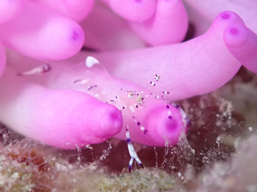 ニセアカホシカクレエビ