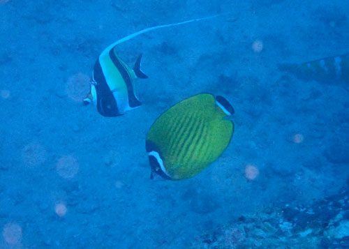 ツキチョウチョウウオ