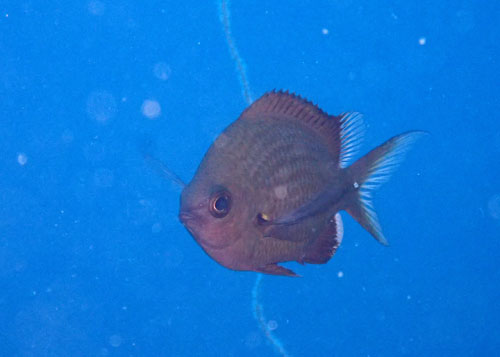 シロボシスズメダイ