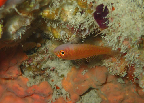 ホシクズベニハゼ