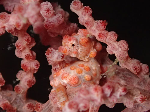 ピグミーシーホース